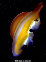 This deep space alien object is the photo of a jellyfish ... by Blaza Jovanovic 